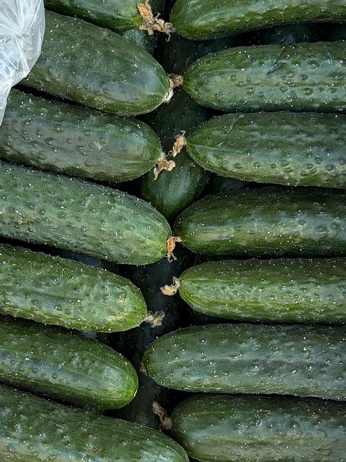 Огурцы VegIT