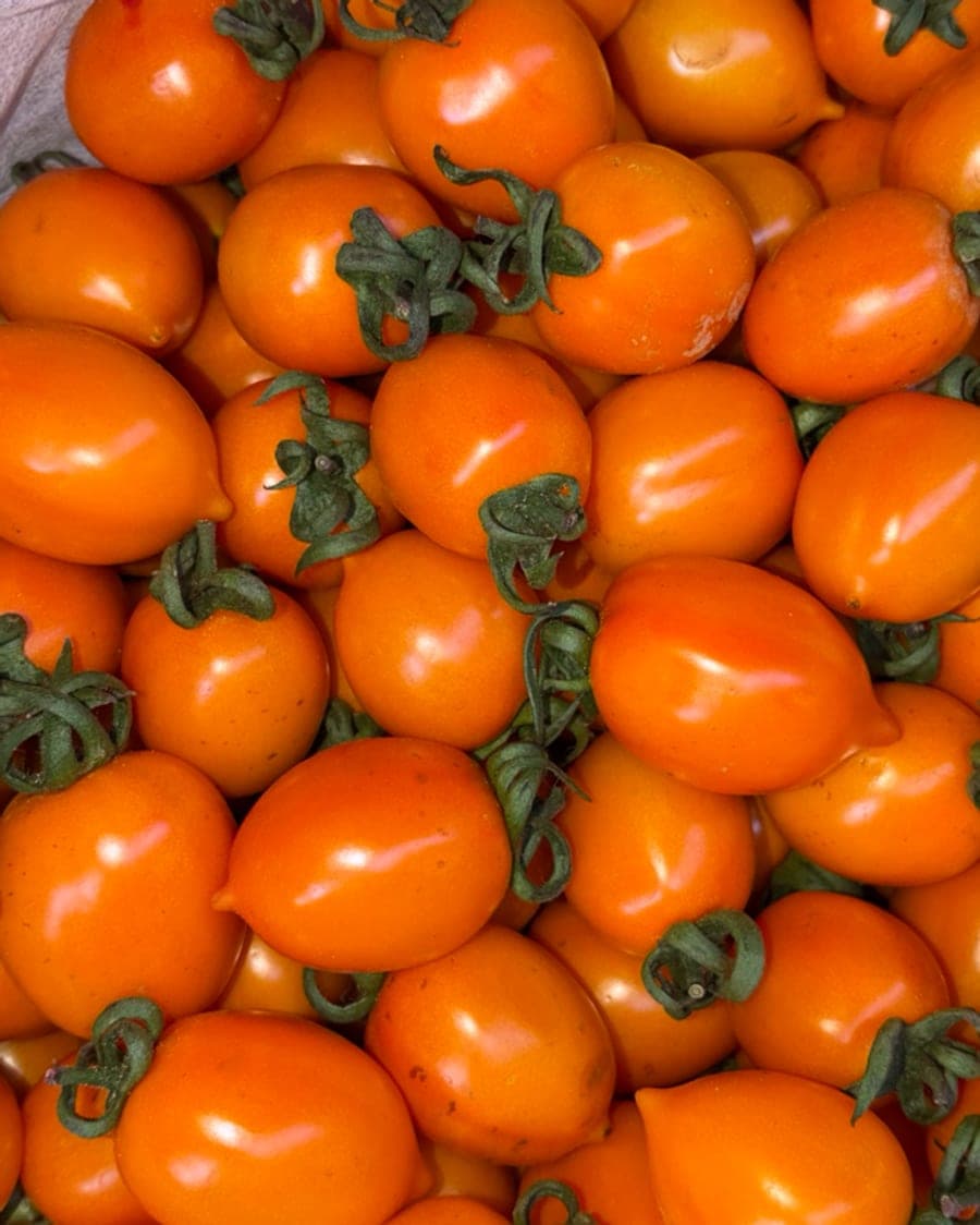 Оранжевые томаты VegIT